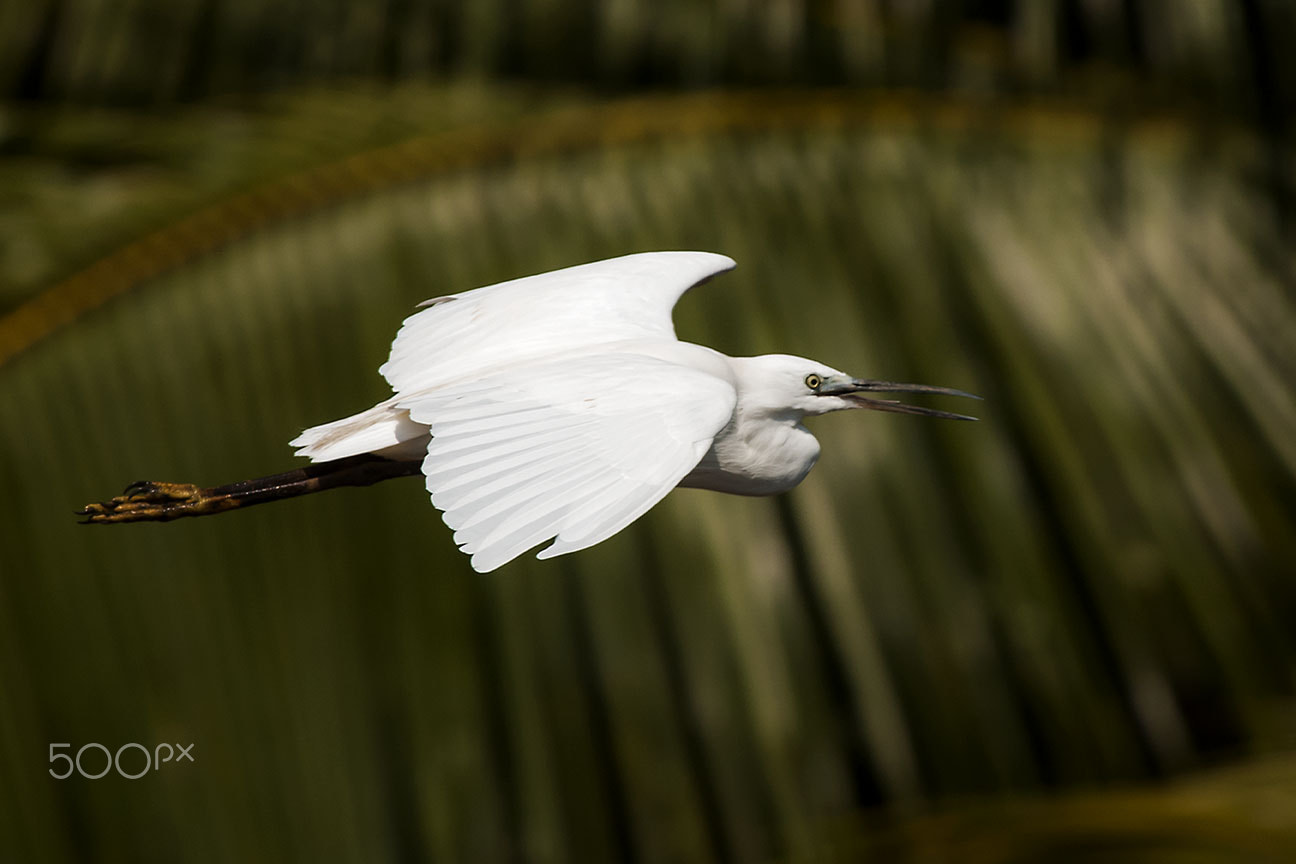 Nikon D80 sample photo. Egret photography