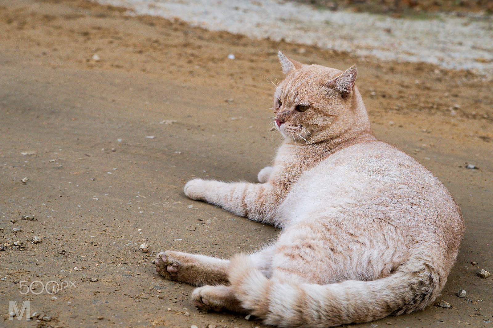 Sony a99 II + Tamron SP 24-70mm F2.8 Di VC USD sample photo. Caturday. in beige. photography