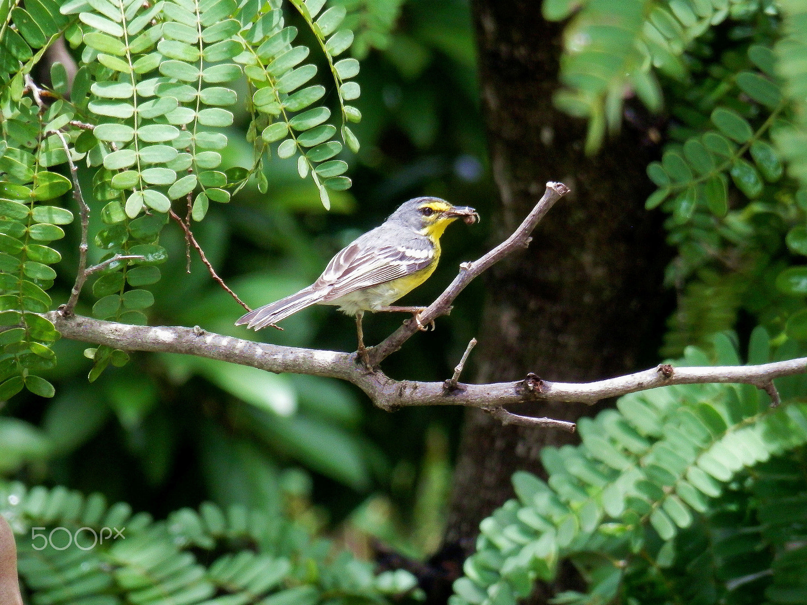 Olympus SZ-12 sample photo. Reinita mariposera - adelaide's warbler photography