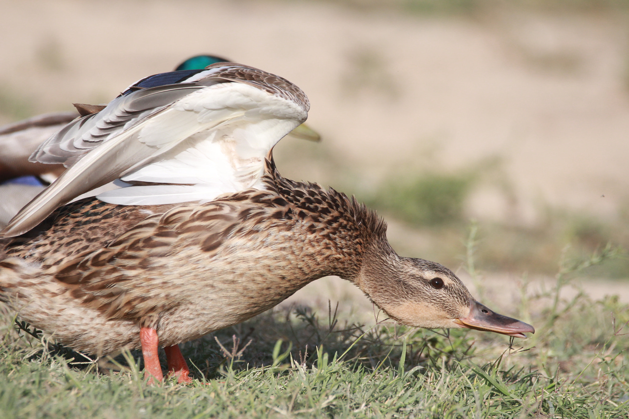 Sigma 150-600mm F5-6.3 DG OS HSM | C sample photo
