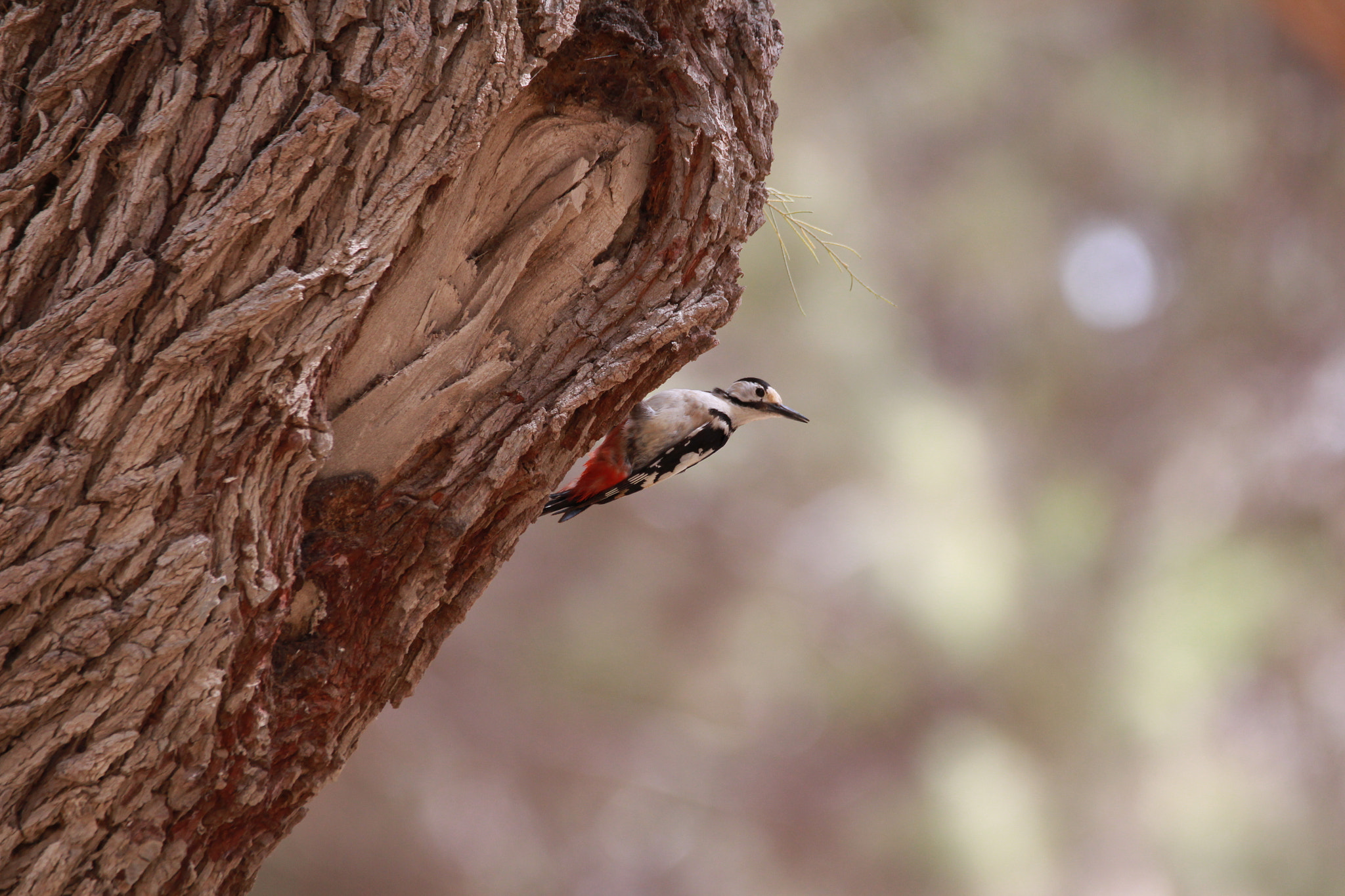 Sigma 150-600mm F5-6.3 DG OS HSM | C sample photo
