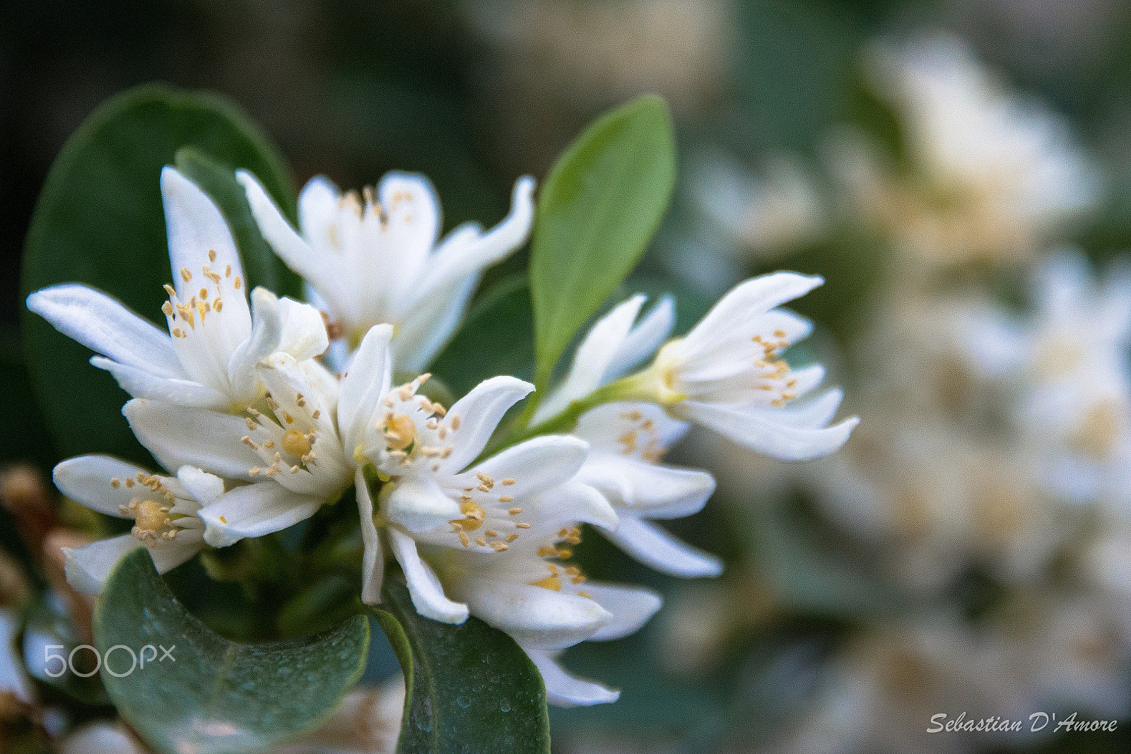 Sigma 17-70mm F2.8-4 DC Macro OS HSM | C sample photo. White flower photography