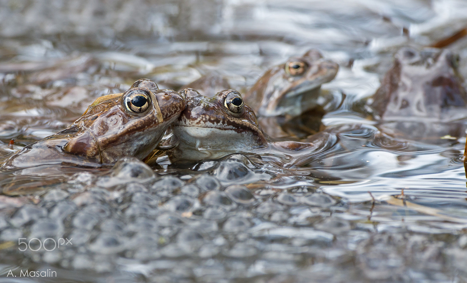Nikon D600 sample photo. Frog's love photography