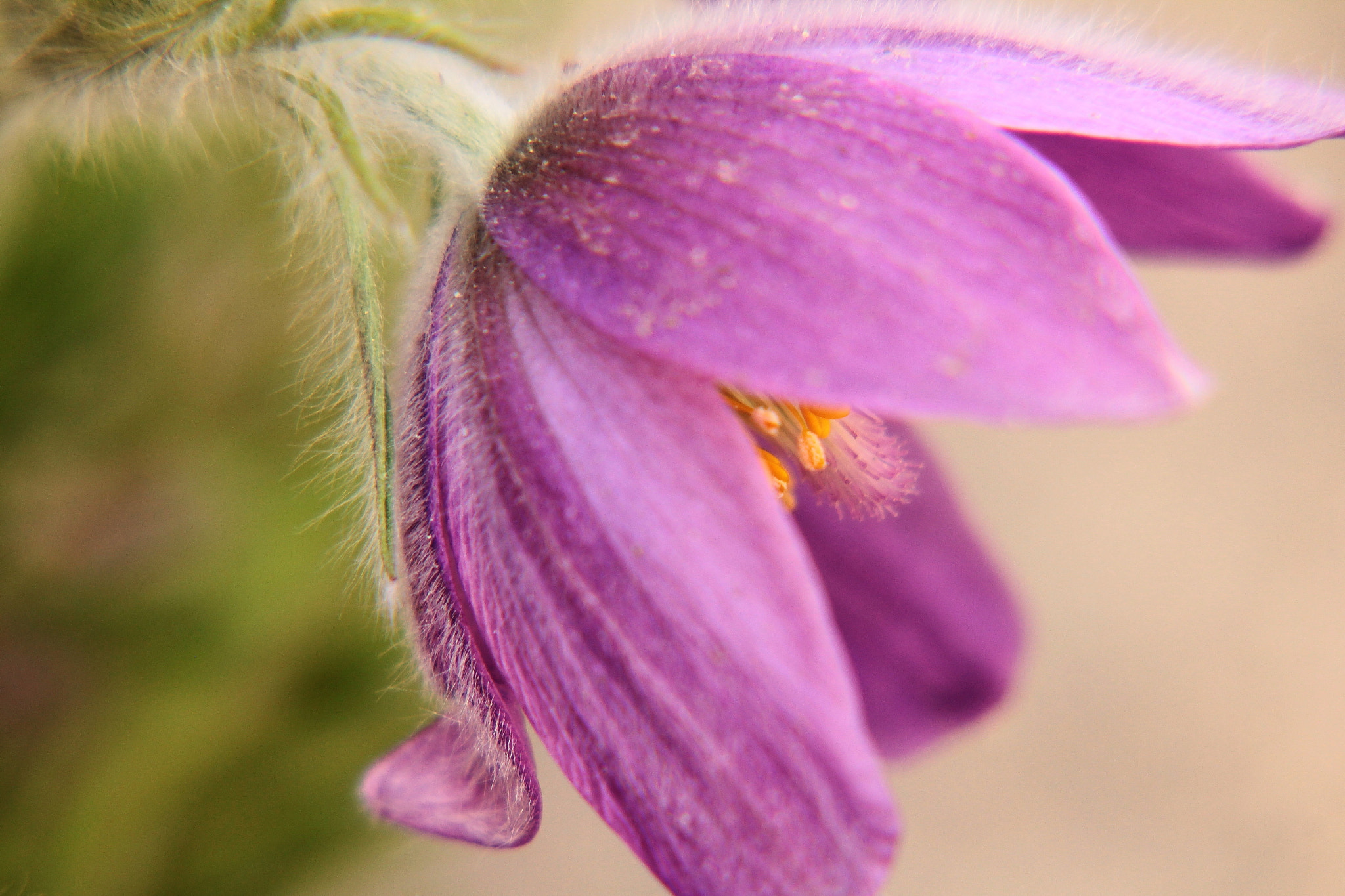 Canon EF-S 55-250mm F4-5.6 IS II sample photo. Pasque flower photography