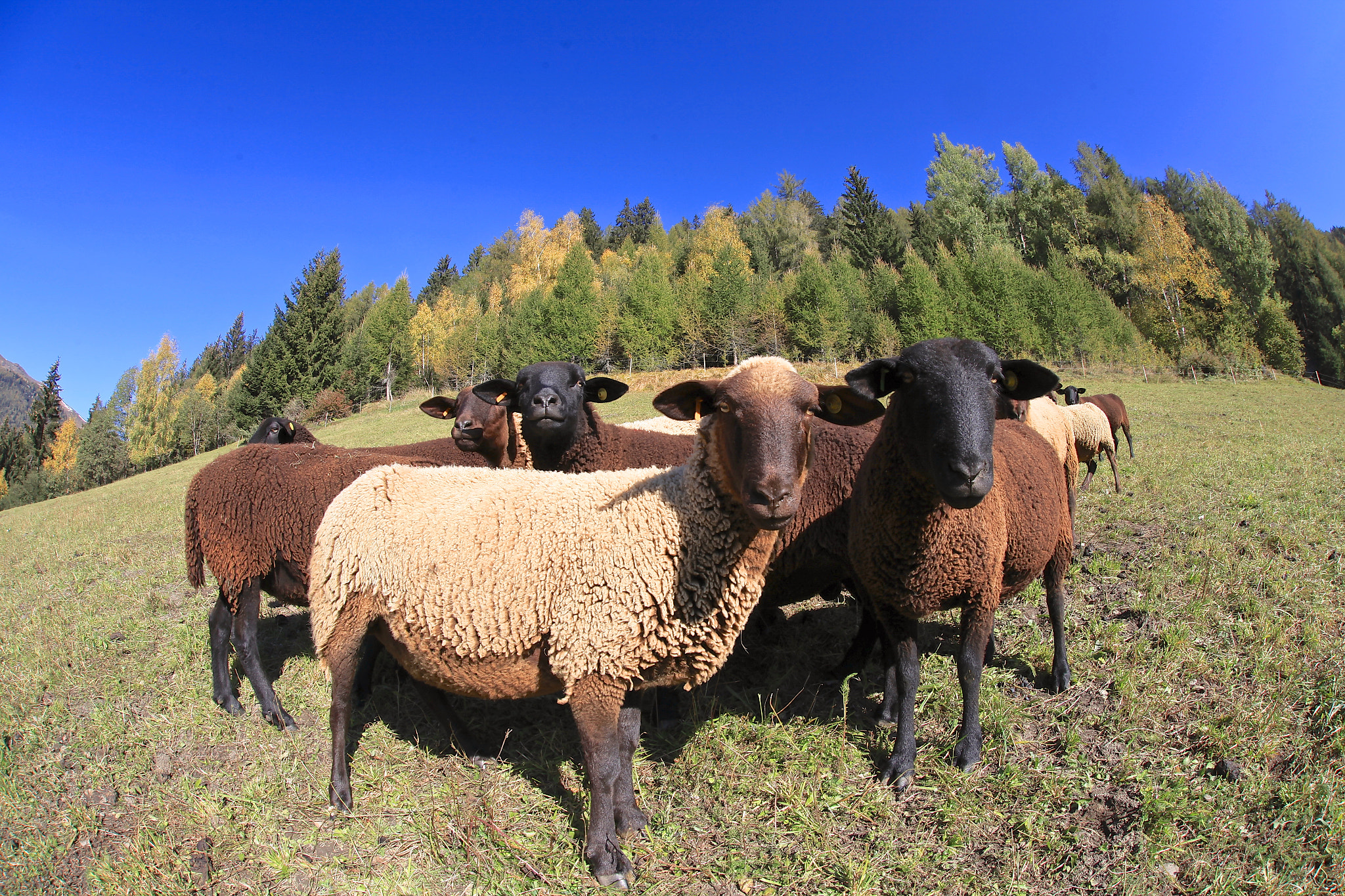 Canon EOS 5D Mark II + Canon EF 135mm F2.8 SF sample photo. Alps sheep photography