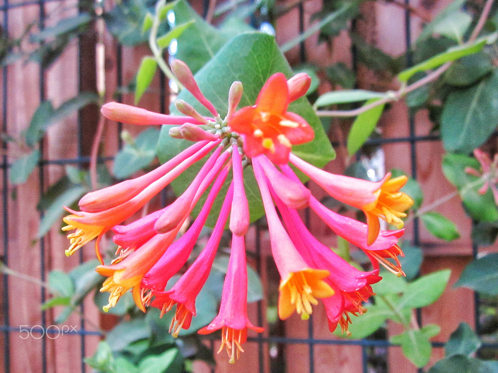 Canon PowerShot A1200 sample photo. Blooming honeysuckle flowers  photography