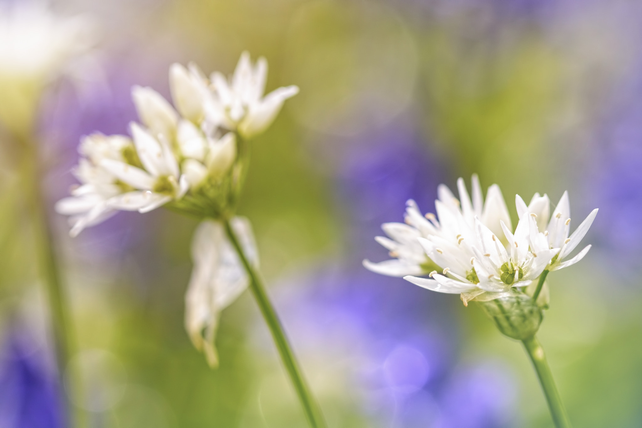Canon EF 100mm F2.8 Macro USM sample photo. Early ransoms in the spring sunlight photography