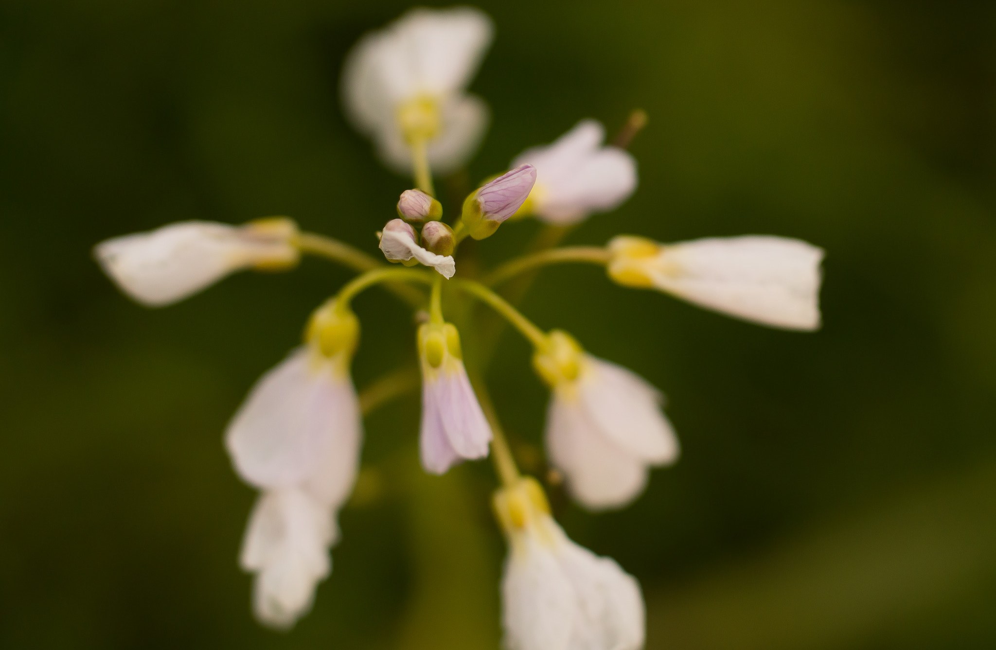 Sony SLT-A65 (SLT-A65V) sample photo. Bloem photography