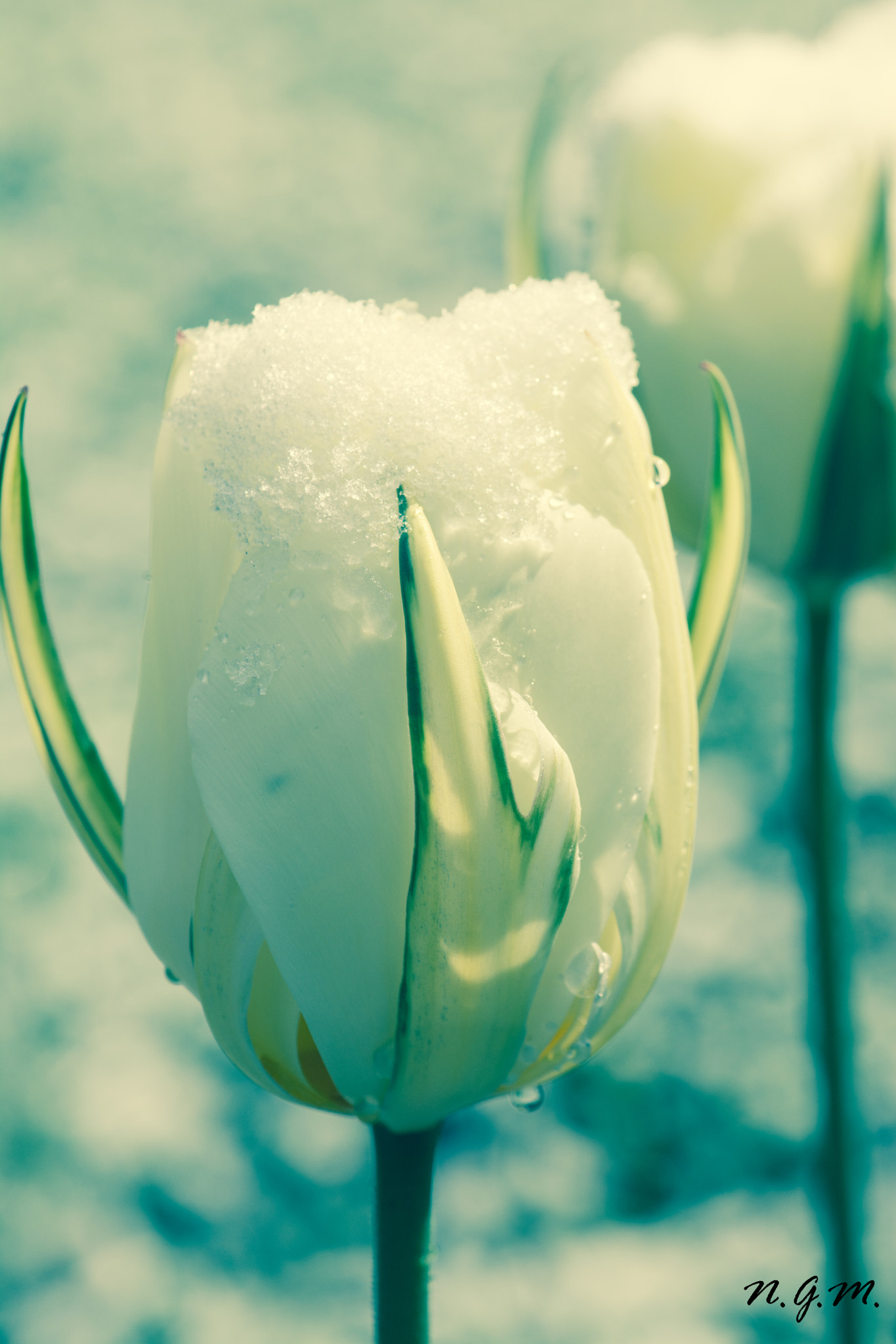 Nikon AF-S DX Micro-Nikkor 85mm F3.5G ED VR sample photo. Snowy tulip 2 photography
