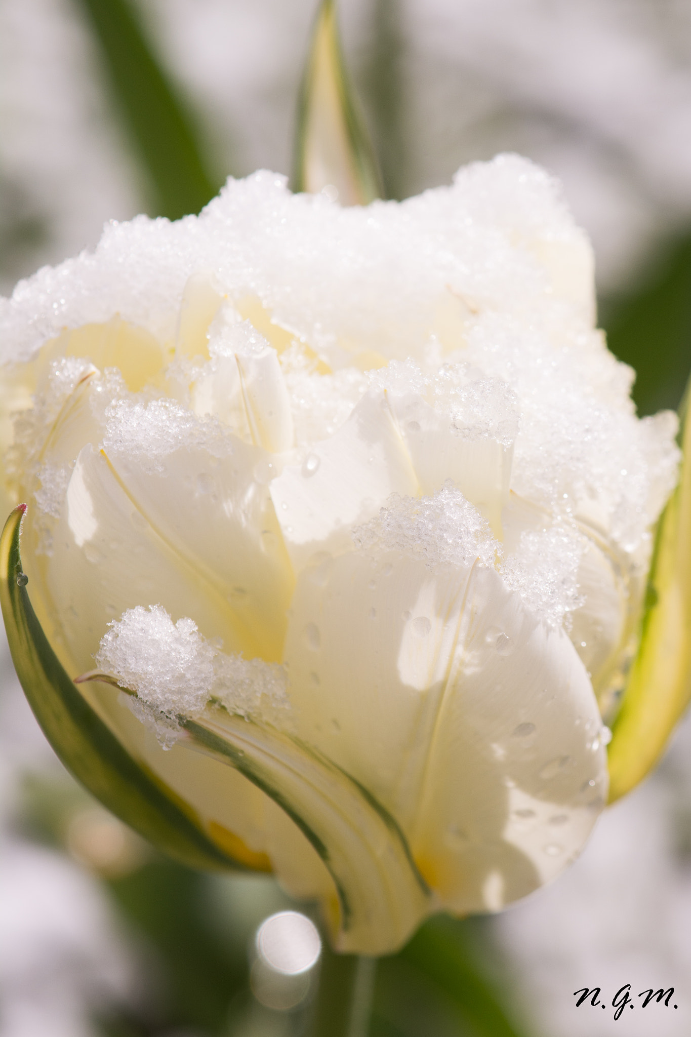 Nikon AF-S DX Micro-Nikkor 85mm F3.5G ED VR sample photo. Snowy tulip 1 photography