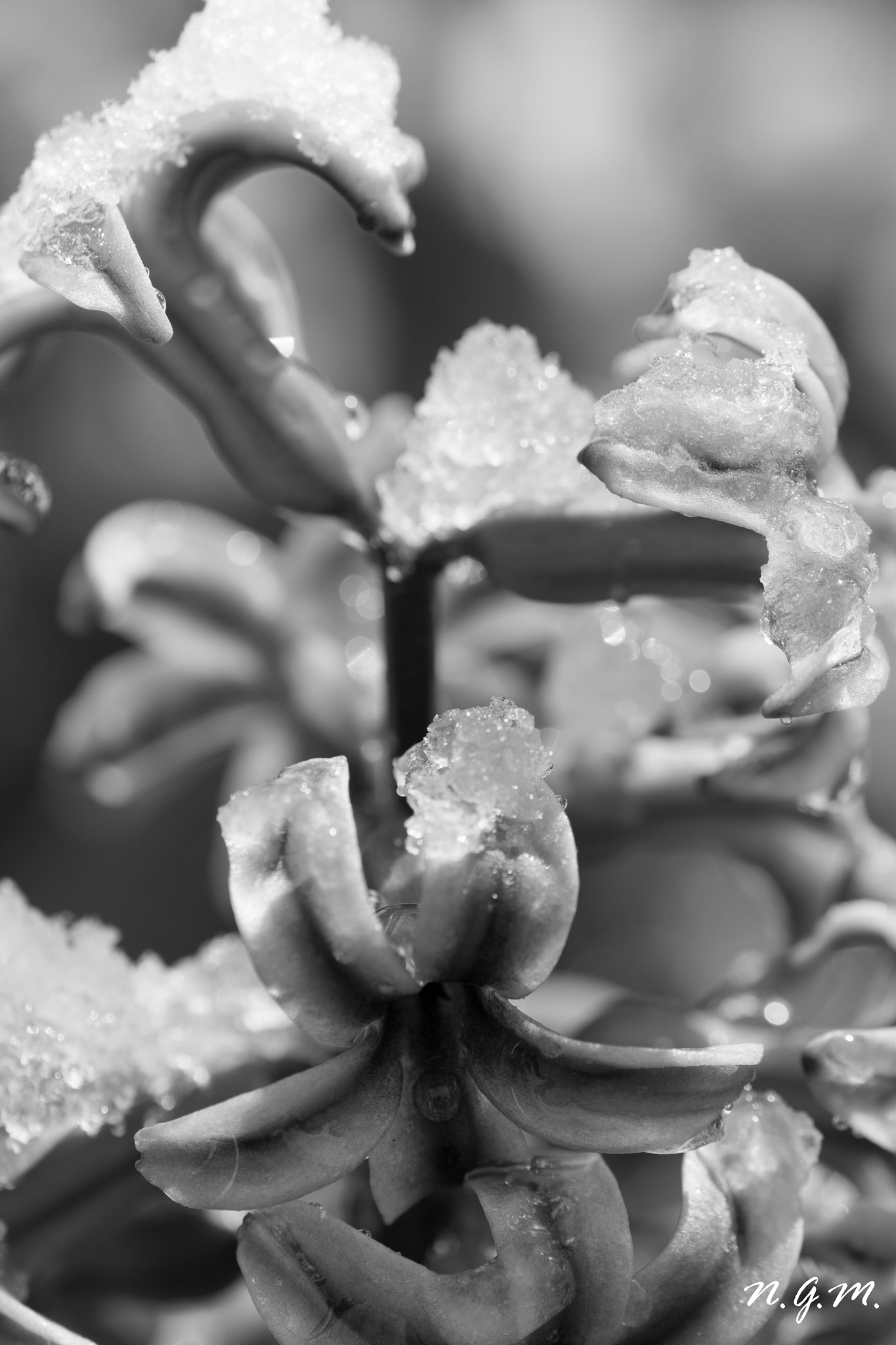 Nikon AF-S DX Micro-Nikkor 85mm F3.5G ED VR sample photo. Hamburg snow black&white photography