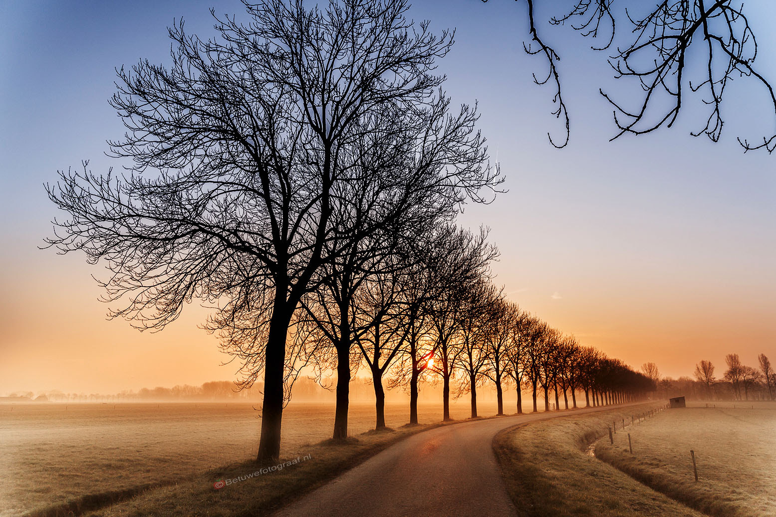 Canon EOS 5D Mark II + Sigma 24-105mm f/4 DG OS HSM | A sample photo. Trees in a row....... photography