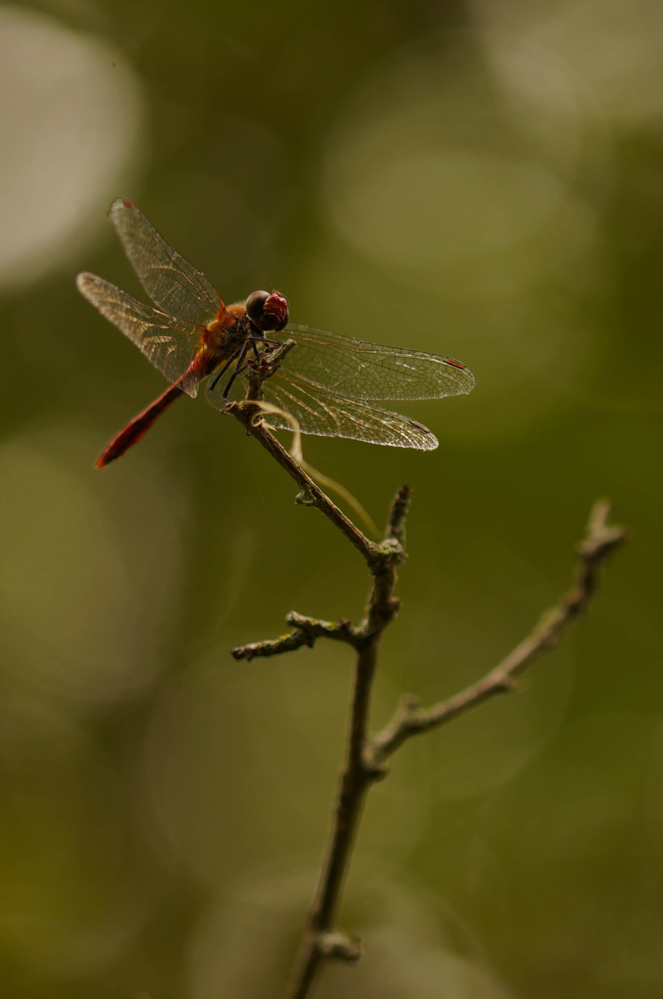 Sony SLT-A57 + 105mm F2.8 sample photo. Stay photography