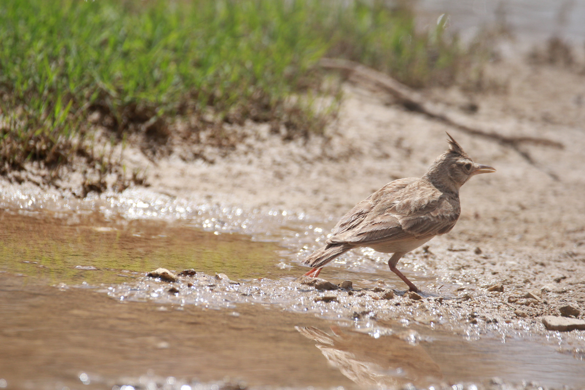 Sigma 150-600mm F5-6.3 DG OS HSM | C sample photo