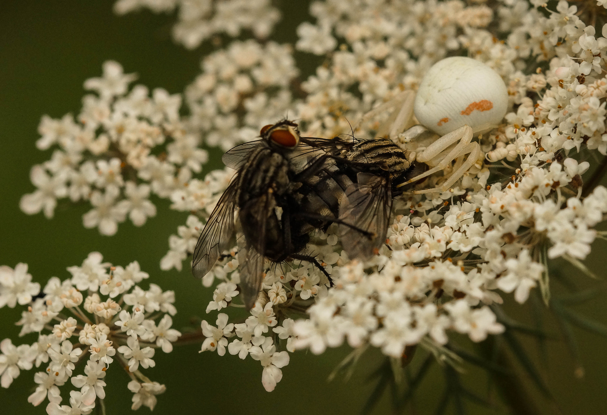 Sony SLT-A57 + 105mm F2.8 sample photo. Dead love photography