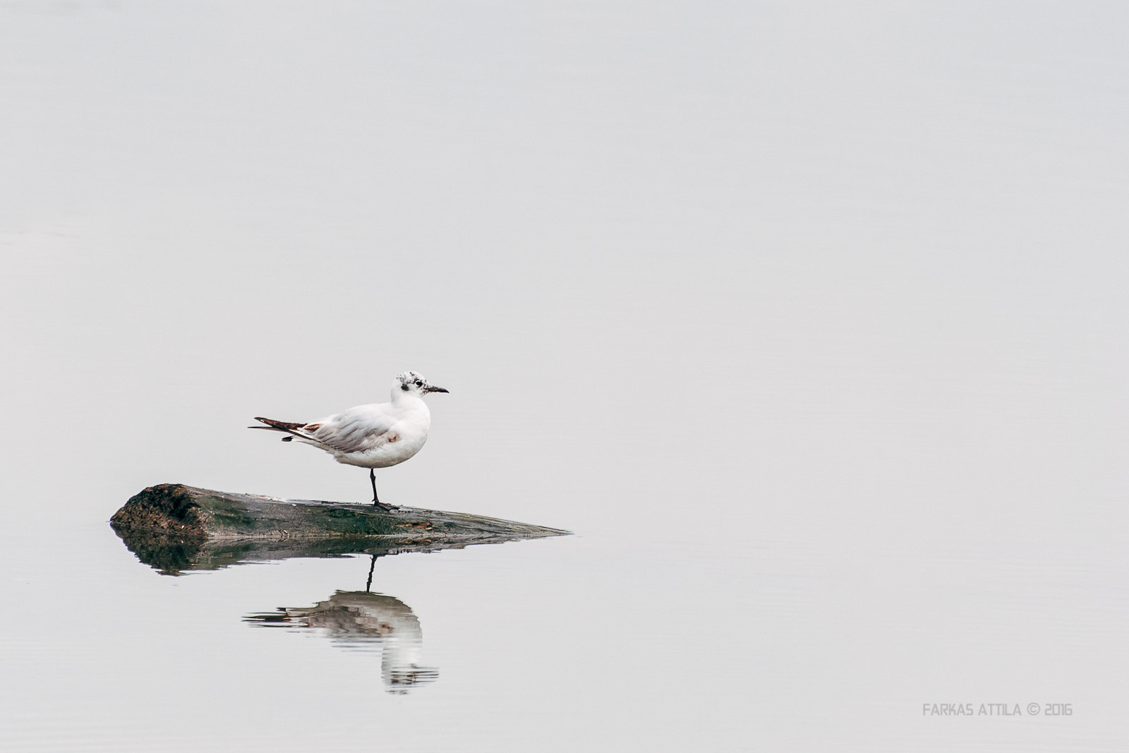 Nikon D60 sample photo. The one legged... photography