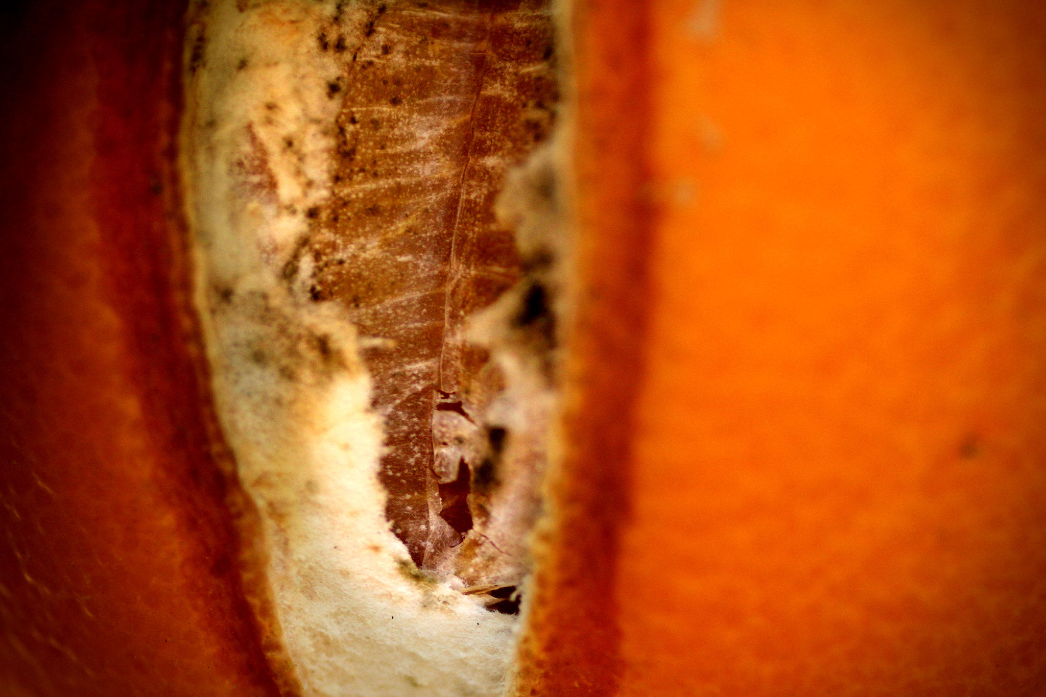 Sigma 70mm F2.8 EX DG Macro sample photo. Splitorange photography