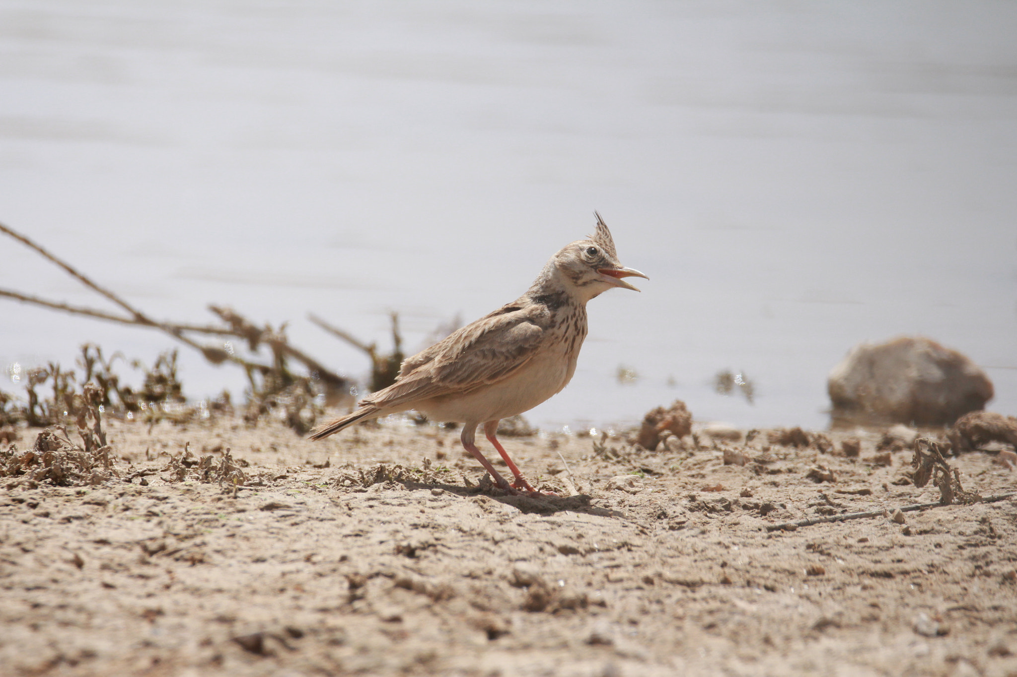 Sigma 150-600mm F5-6.3 DG OS HSM | C sample photo