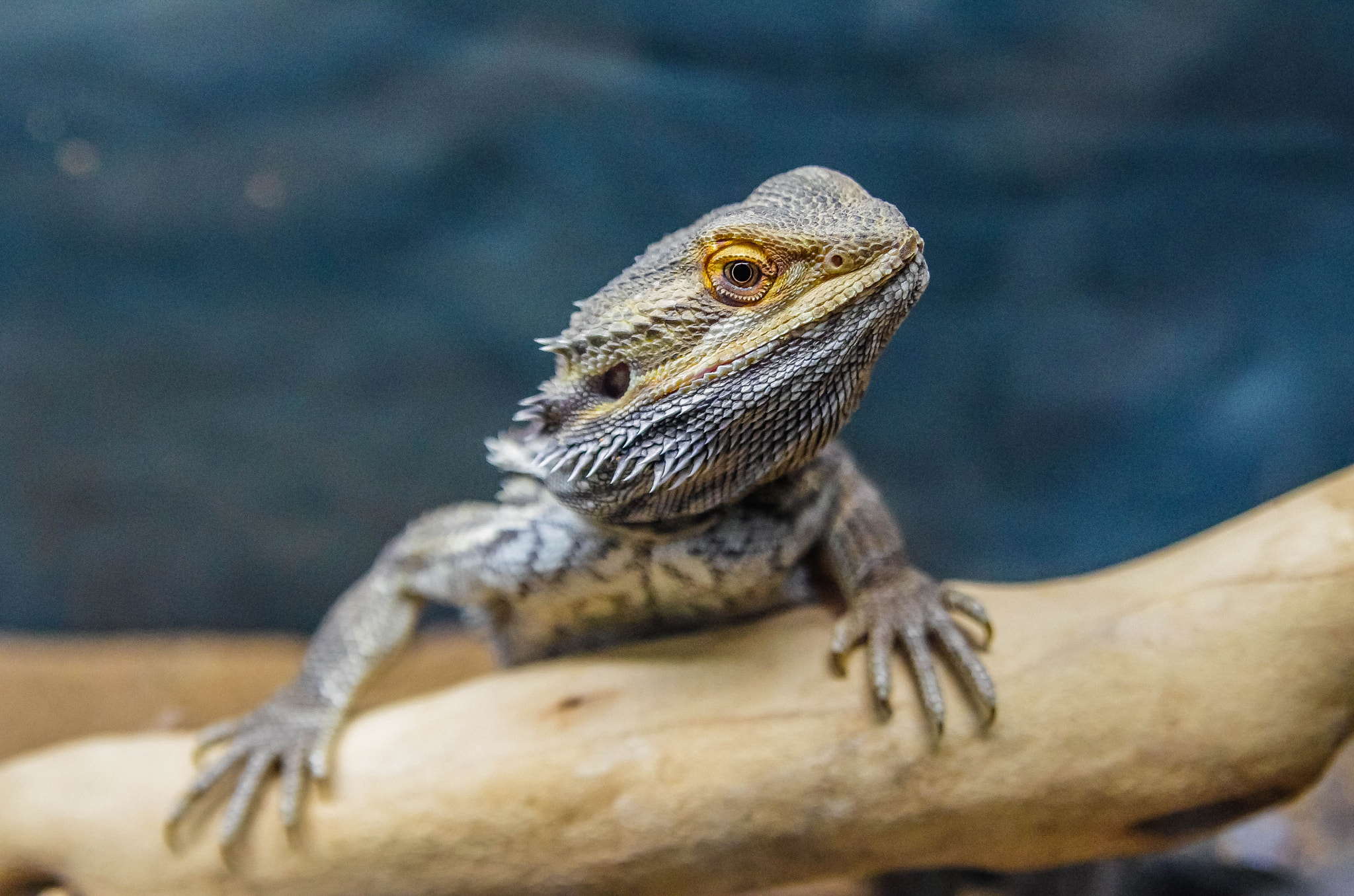 Tamron AF 28-75mm F2.8 XR Di LD Aspherical (IF) sample photo. Little dragon photography