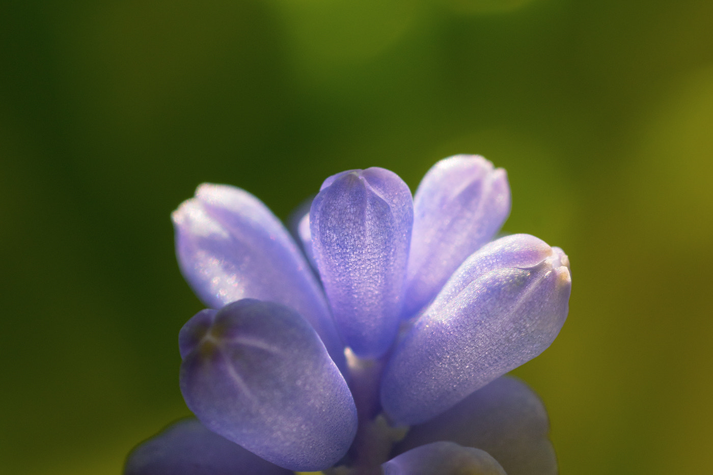 Sony SLT-A77 + Minolta AF 100mm F2.8 Macro [New] sample photo. Purple lampignon photography