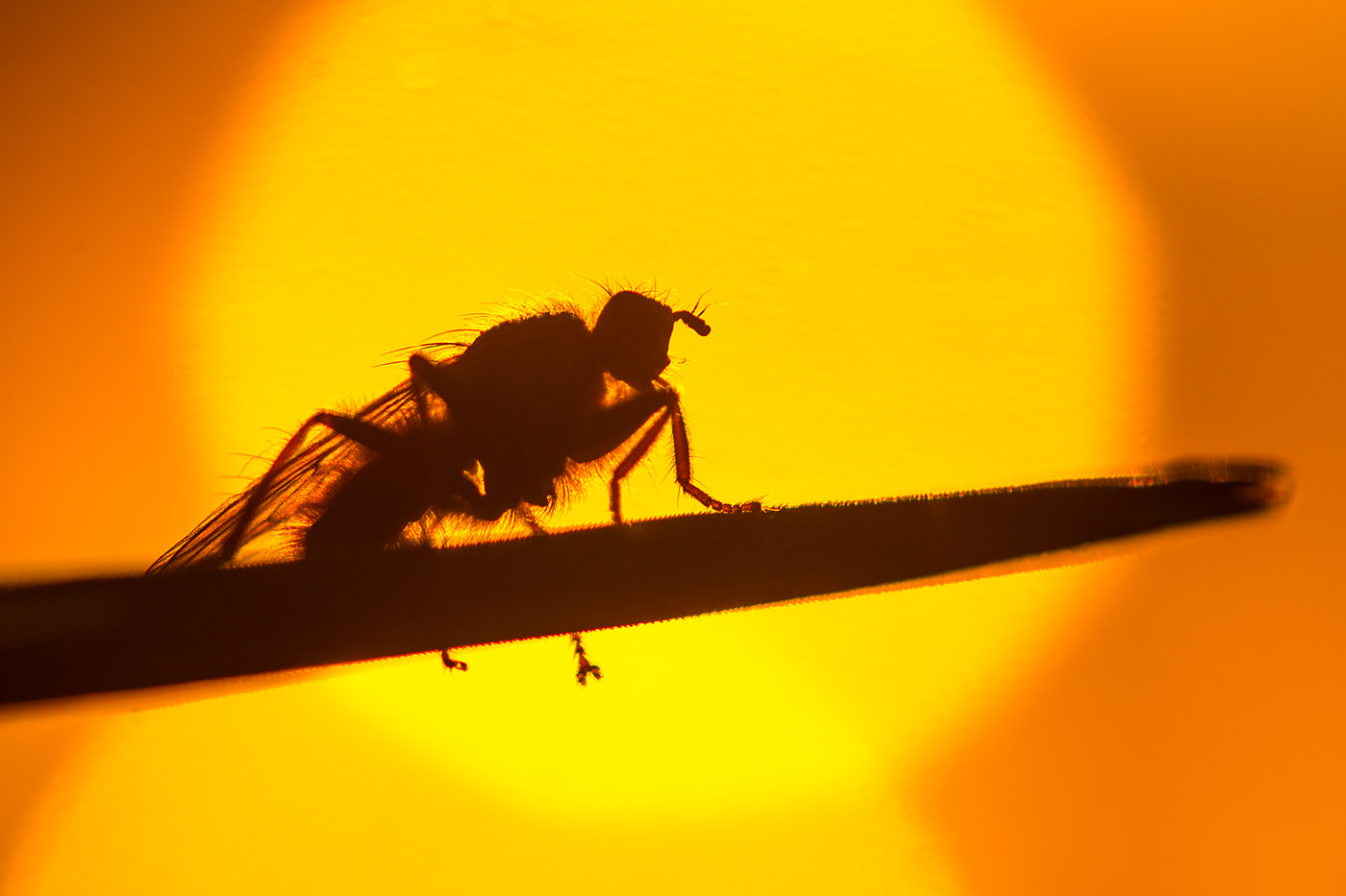 Sony SLT-A77 + Minolta AF 100mm F2.8 Macro [New] sample photo. Silhouette during the sunrise photography