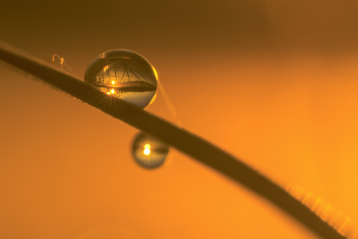 Sony SLT-A77 + Minolta AF 100mm F2.8 Macro [New] sample photo. Sunrise in the drop photography