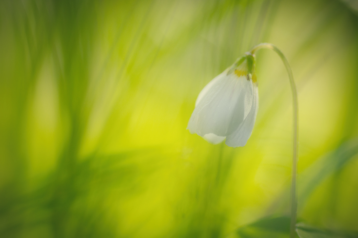 Sony SLT-A77 + Minolta AF 100mm F2.8 Macro [New] sample photo. White lamp photography