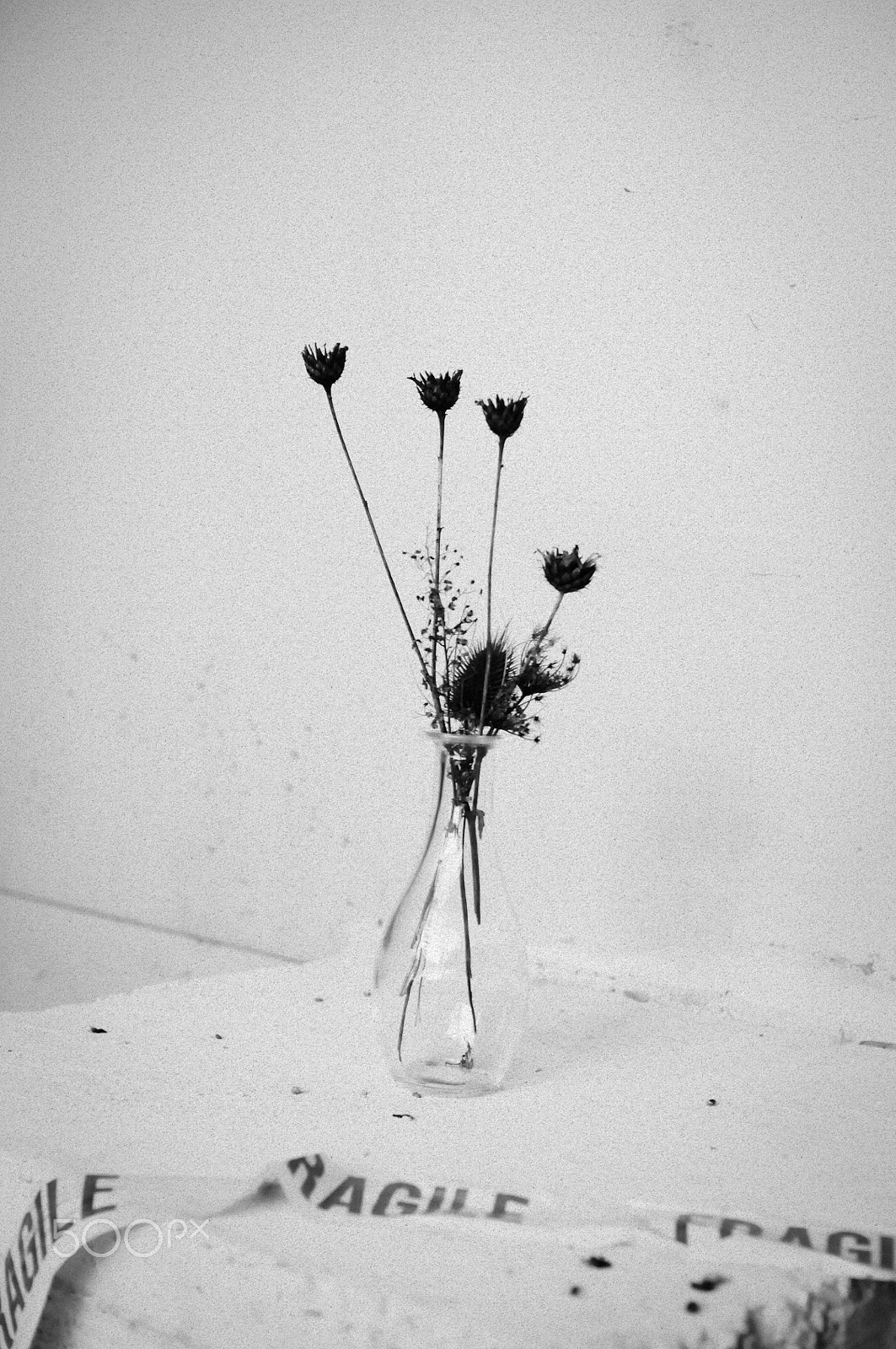 Nikon D300S + Sigma 30mm F1.4 EX DC HSM sample photo. Nature fragile photography