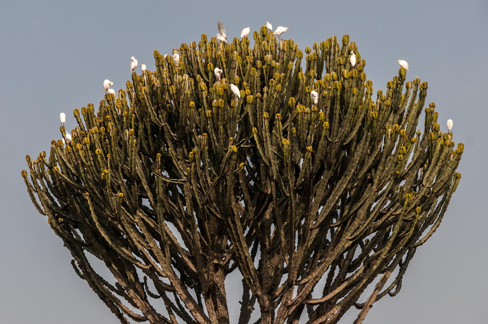 Nikon D300 + Sigma 50-150mm F2.8 EX APO DC HSM sample photo. At lake awasa, ethiopia, africa photography