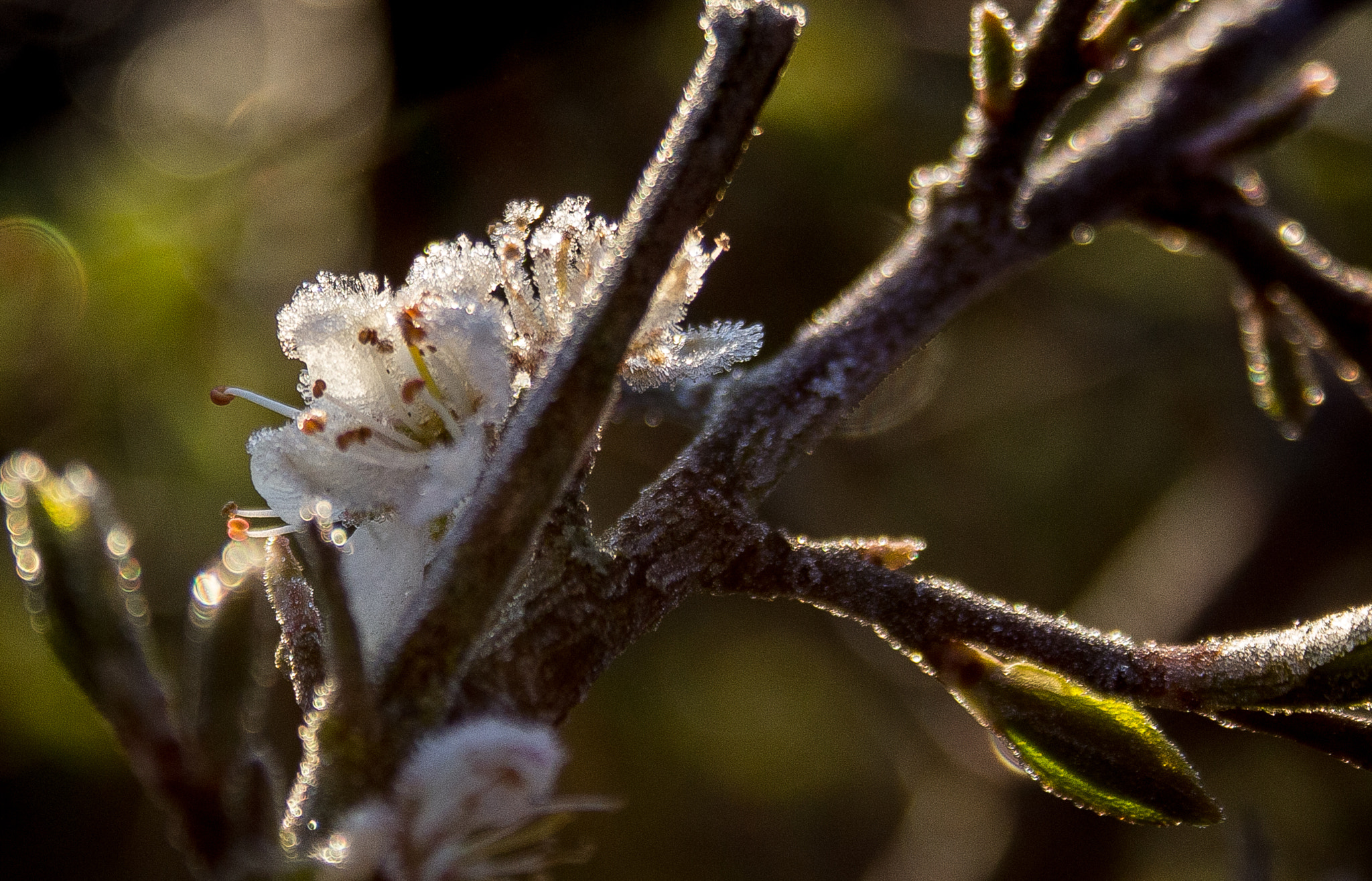Canon EF-S 18-55mm F3.5-5.6 sample photo. Blackthorn (of ) photography