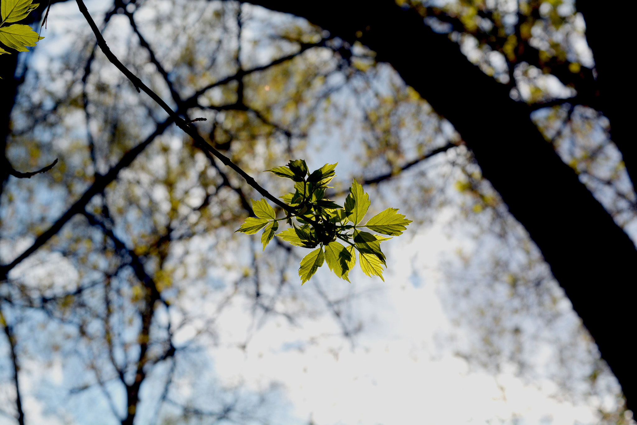 Nikon D5200 + AF Nikkor 28mm f/1.4D sample photo. Spring leafs photography