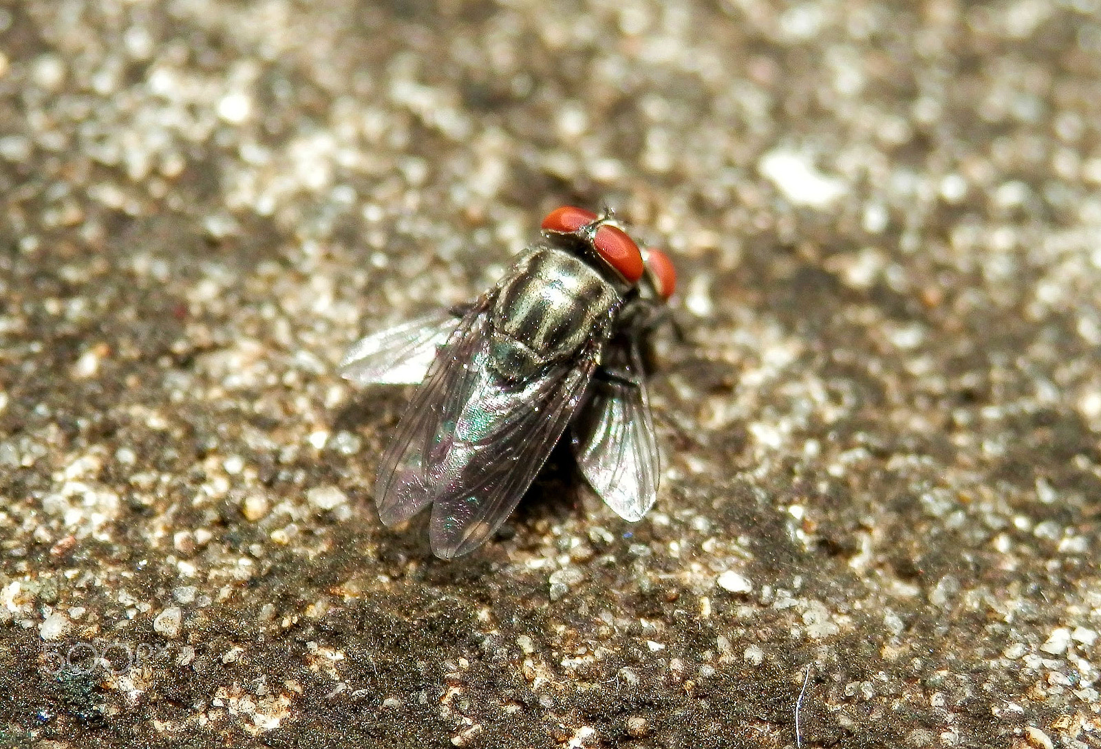 Olympus SZ-12 sample photo. Mating flies photography