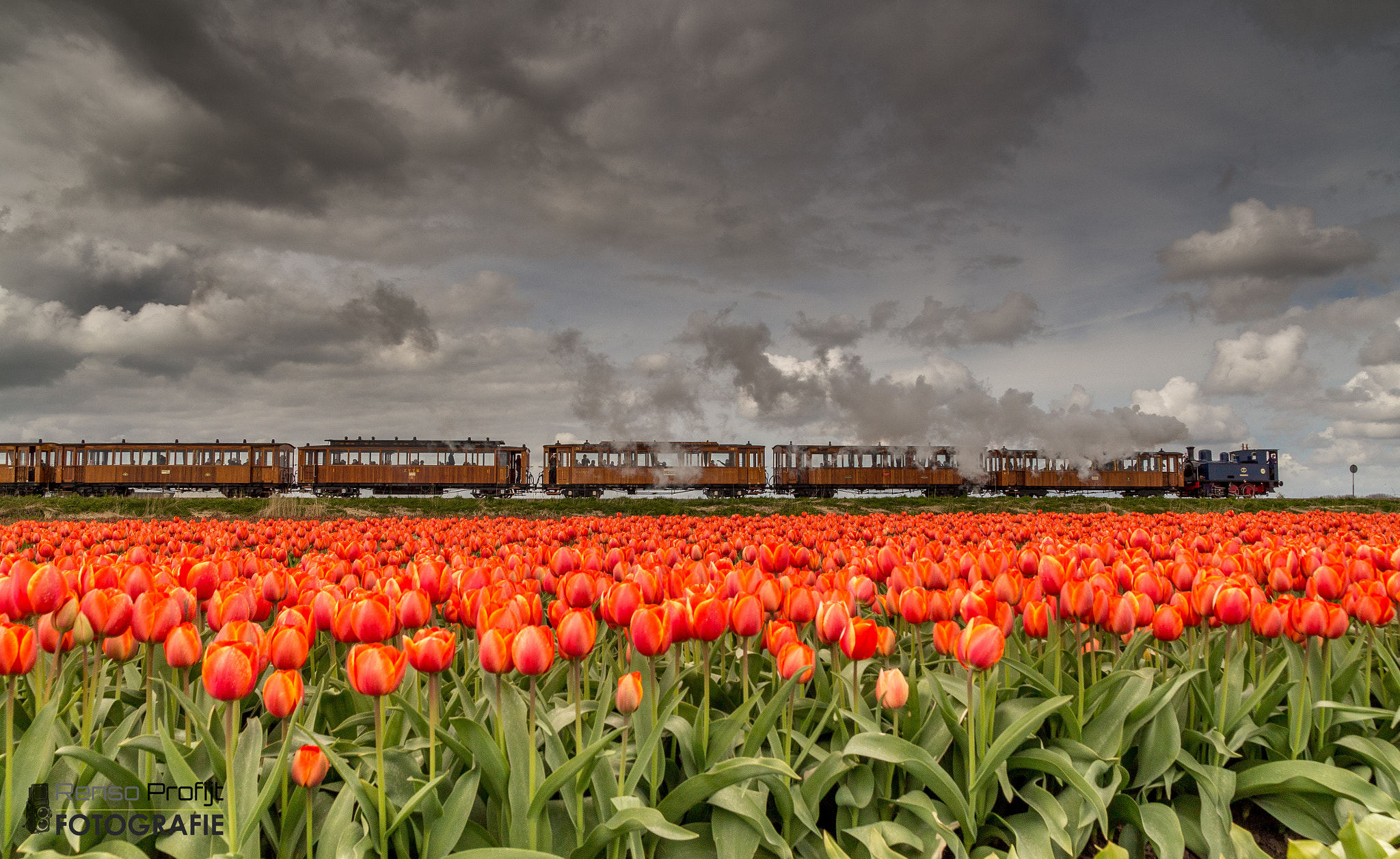 Sigma 17-70mm F2.8-4 DC Macro OS HSM sample photo. Dutch tulip express photography