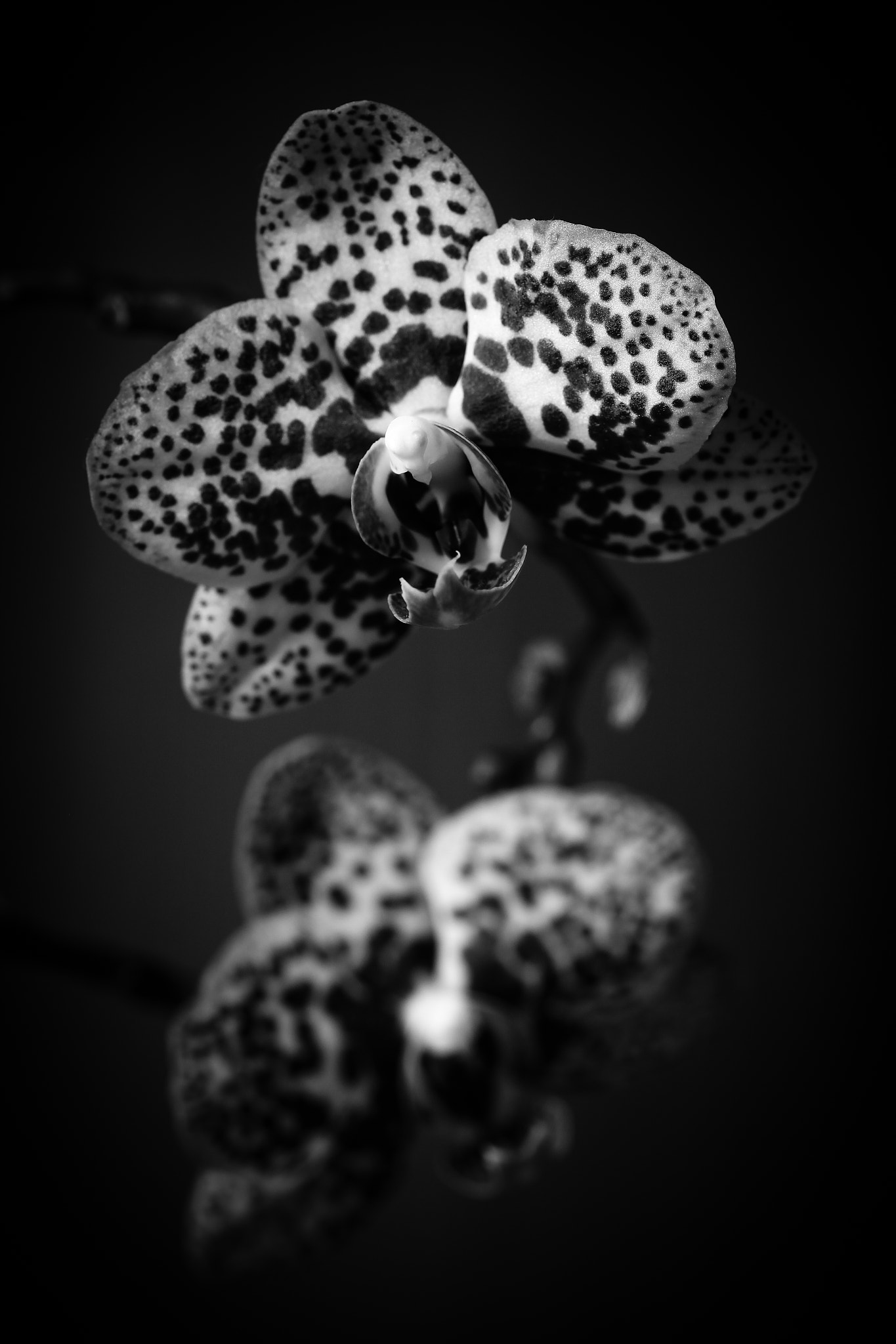 Sigma 105mm F2.8 EX DG OS HSM sample photo. Delicate predators photography