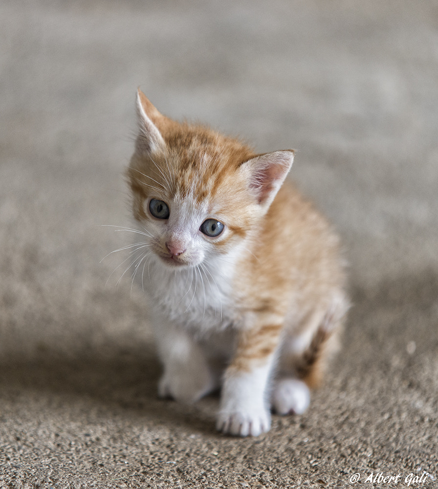 Sigma 70-200mm F2.8 EX DG Macro HSM II sample photo. My little cat photography