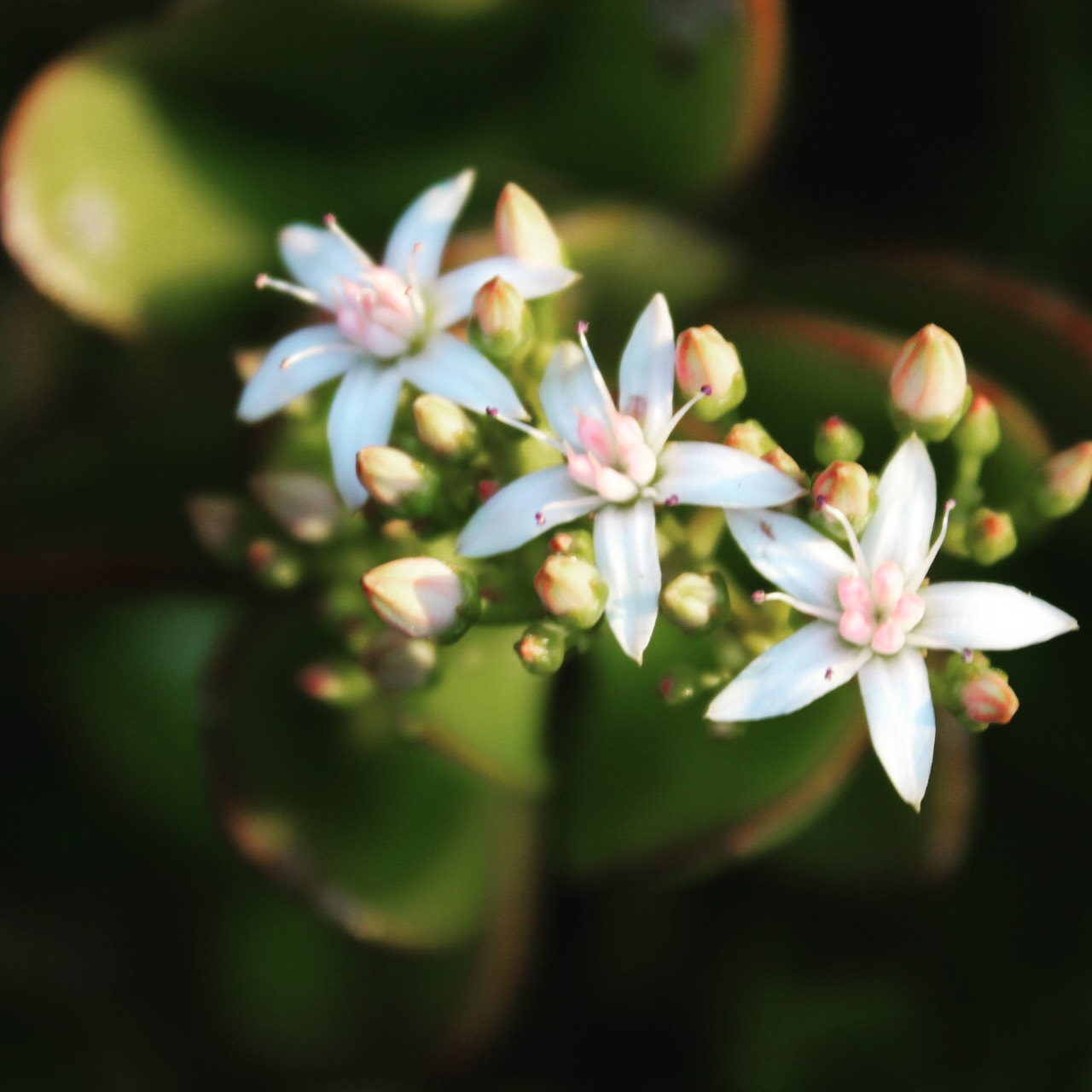 Canon EF-S 18-55mm F3.5-5.6 III sample photo. Cactus flower photography