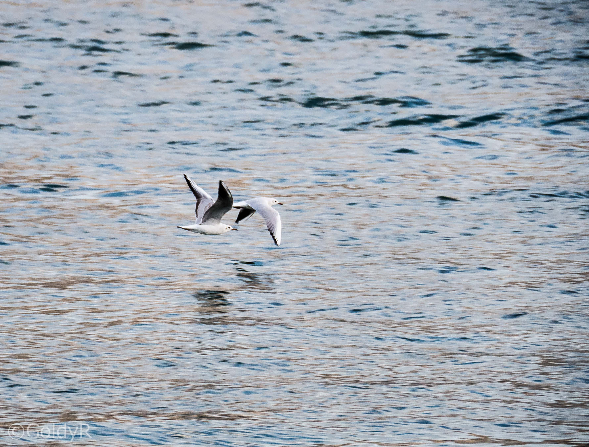 Panasonic Lumix DMC-GH3 sample photo. A couple of seagulls skim the water's surface at dubai creek, early one winter morning photography