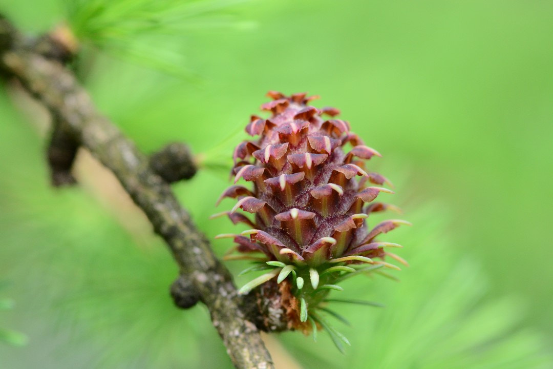Nikon D7100 + Sigma 105mm F2.8 EX DG Macro sample photo. Larix decidua photography