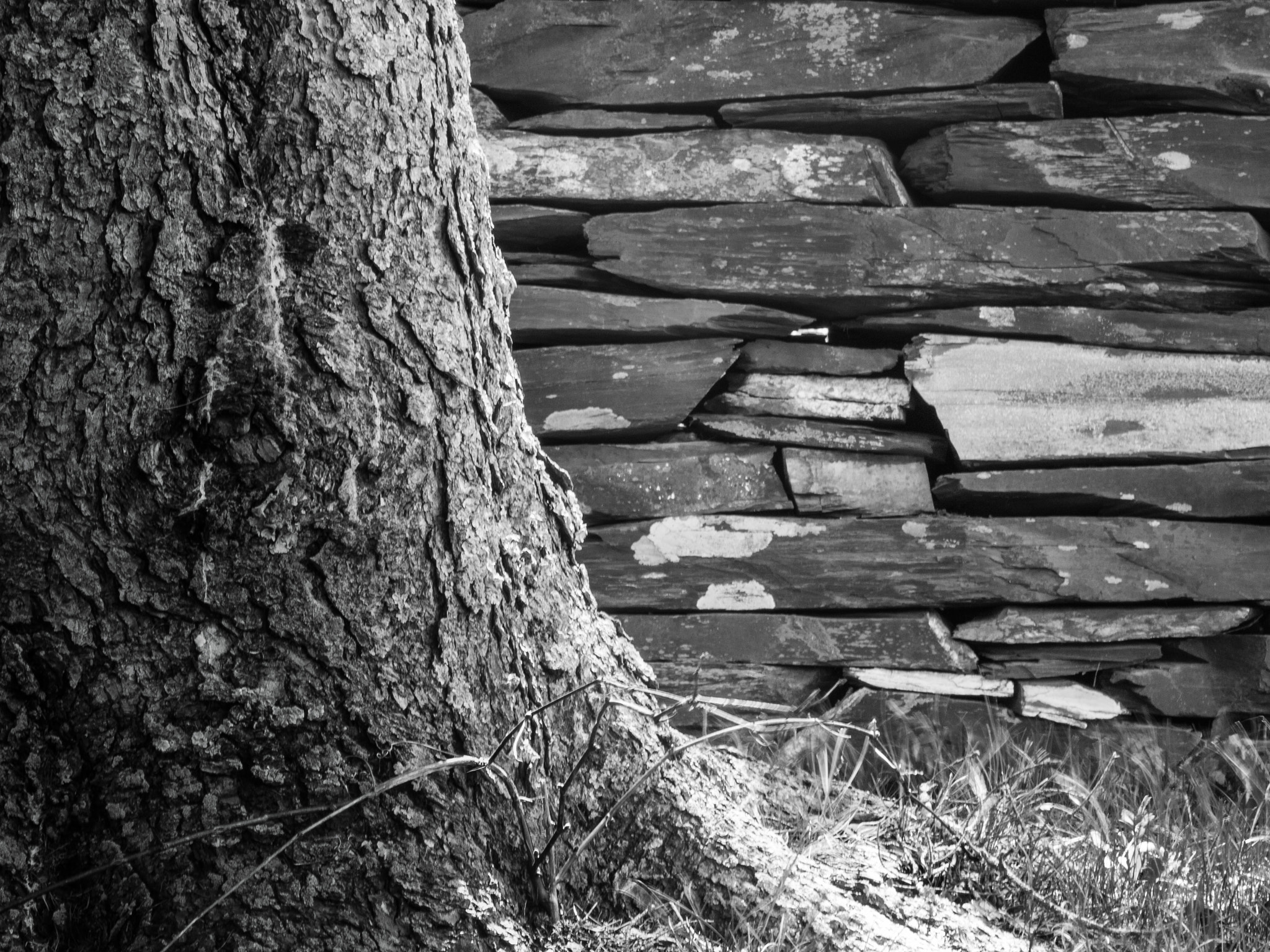 Panasonic Lumix DMC-GF5 + Sigma 60mm F2.8 DN Art sample photo. Stone wall and tree photography