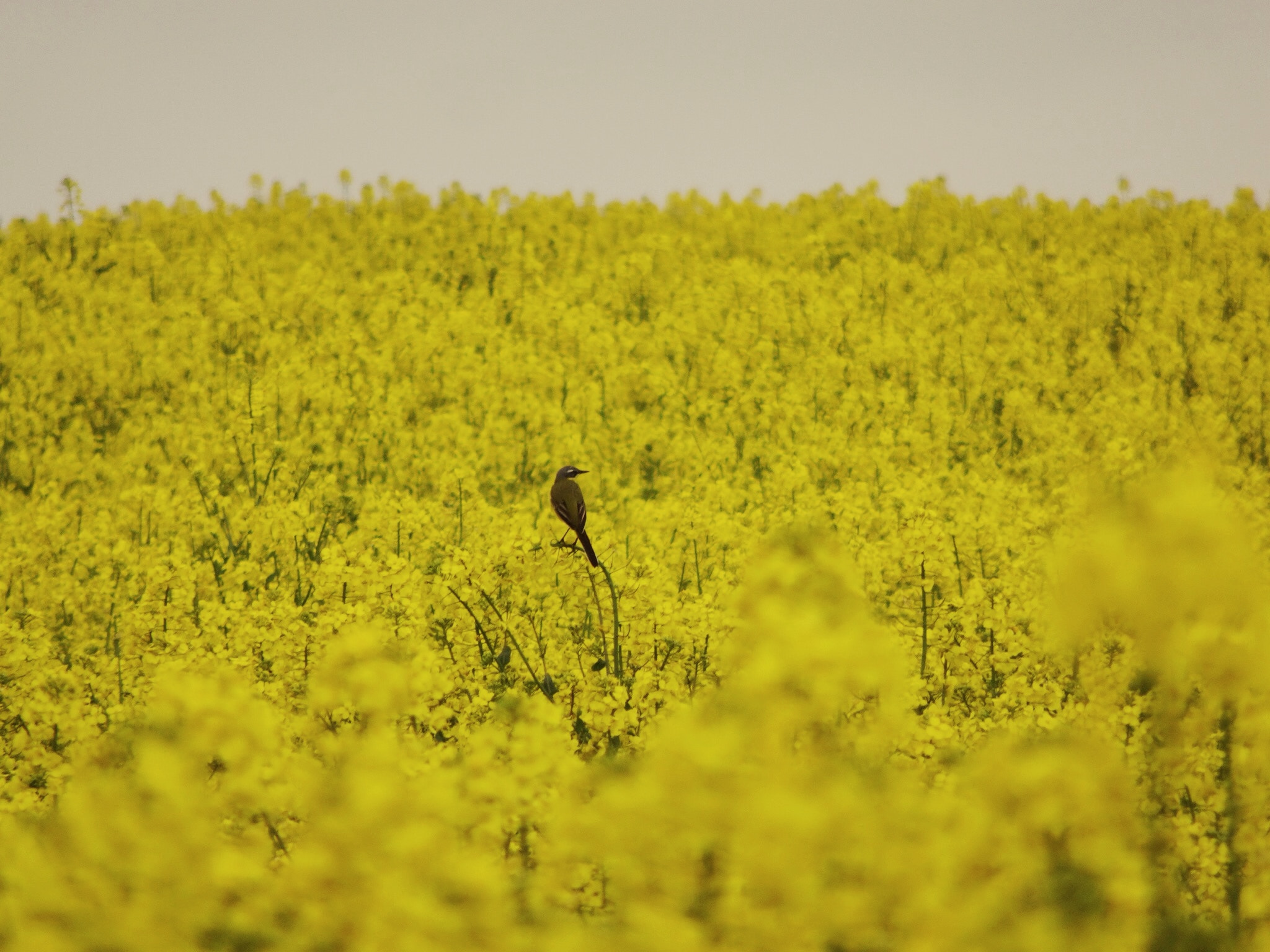 Sony DSC-HX90 + Sony 24-720mm F3.5-6.4 sample photo. Vogel im rapsfeld. (weiss jemand wie der heisst?) photography