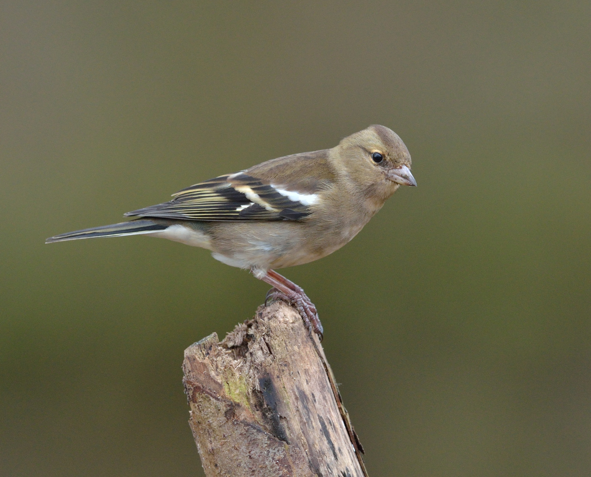 Nikon AF-S Nikkor 400mm F2.8D ED-IF II sample photo. Vink photography