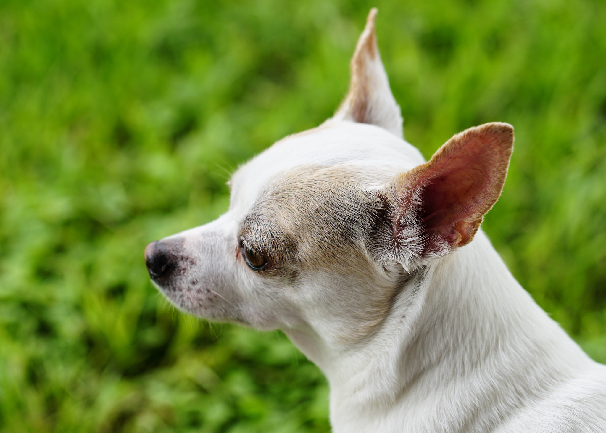 DT 100mm F2.8 SAM sample photo. Alert! photography