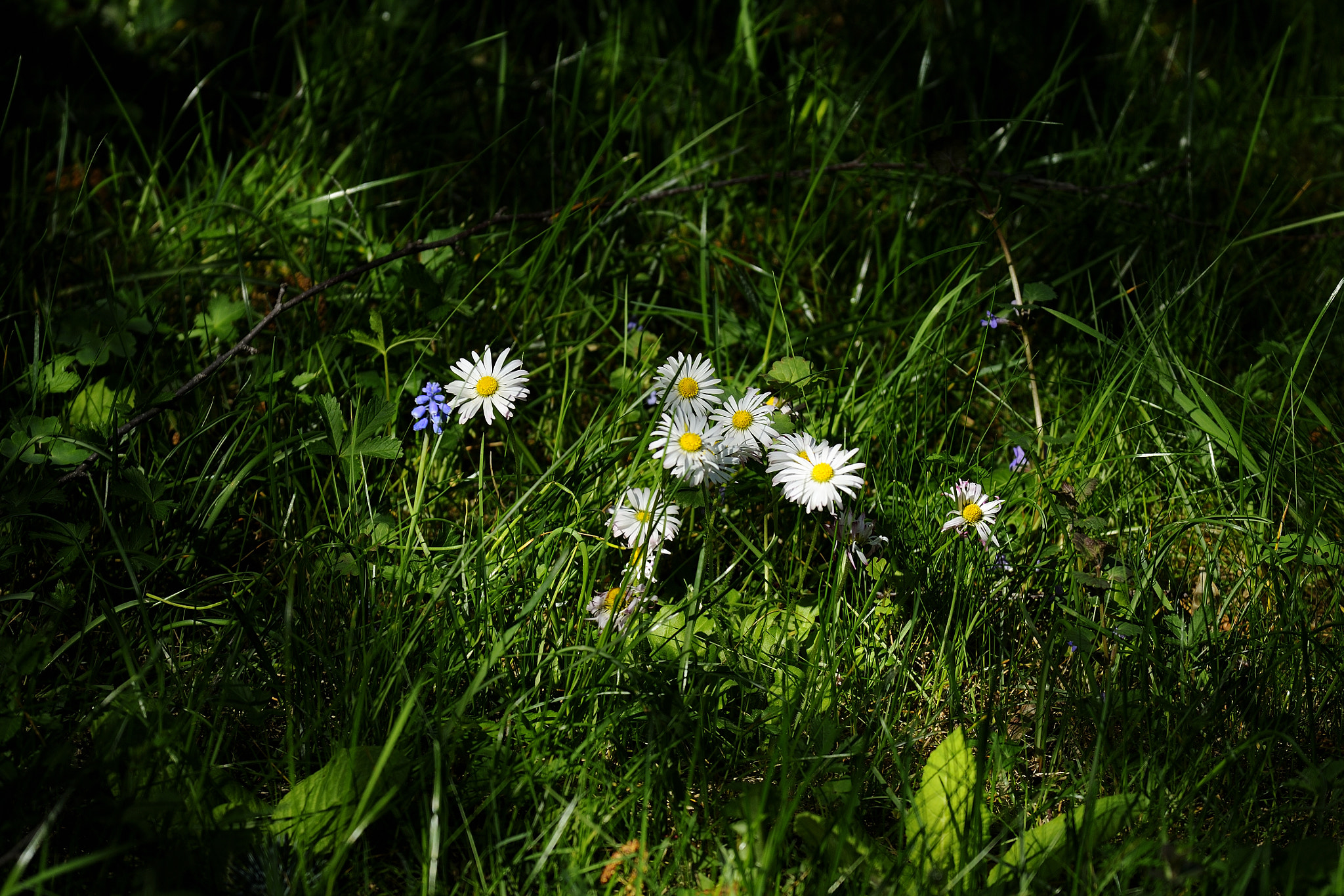 Nikon D3X sample photo. Sunlight photography