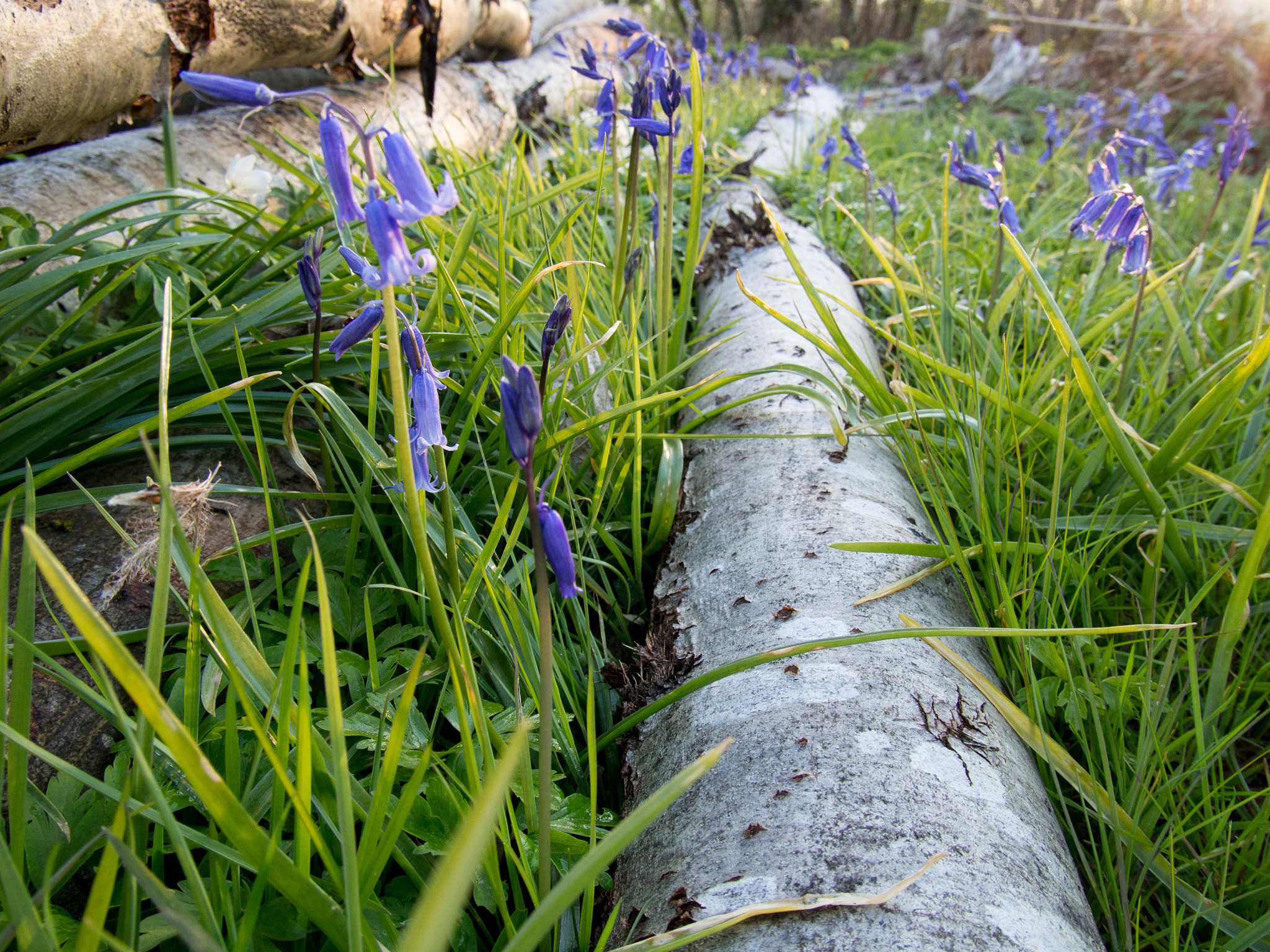 Olympus PEN E-P5 sample photo. Bluebells in coppiced woodland near coxheath, kent photography