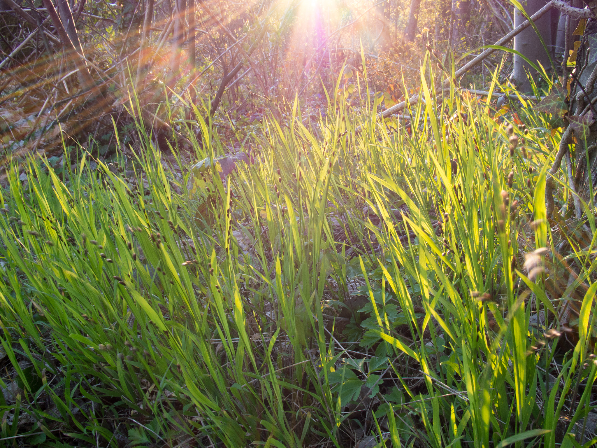 Olympus PEN E-P5 + Panasonic Lumix G Vario HD 12-32mm F3.5-5.6 Mega OIS sample photo. Low sun in springtime over coppiced woods near cox photography
