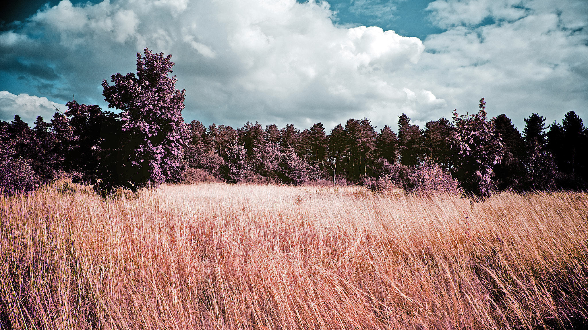 Canon EF-S 17-85mm F4-5.6 IS USM sample photo. Wild grass photography
