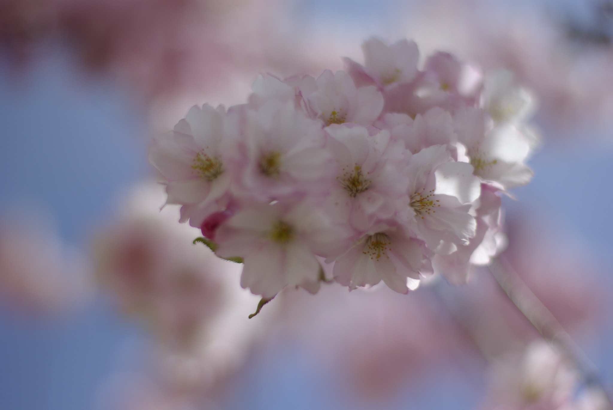 Pentax K10D + Pentax smc FA 50mm F1.4 sample photo. Cherry blossom photography