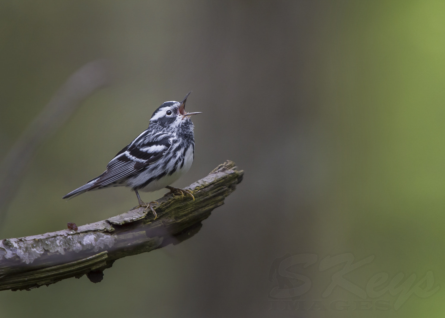 Nikon D7200 + Sigma 500mm F4.5 EX DG HSM sample photo. Woodsy perch (black and white warbler) photography