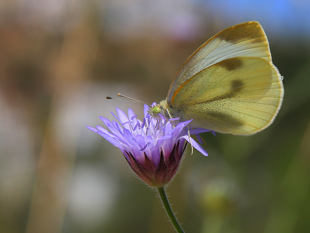 Sigma 17-70mm F2.8-4 DC Macro OS HSM sample photo. Butterfly photography
