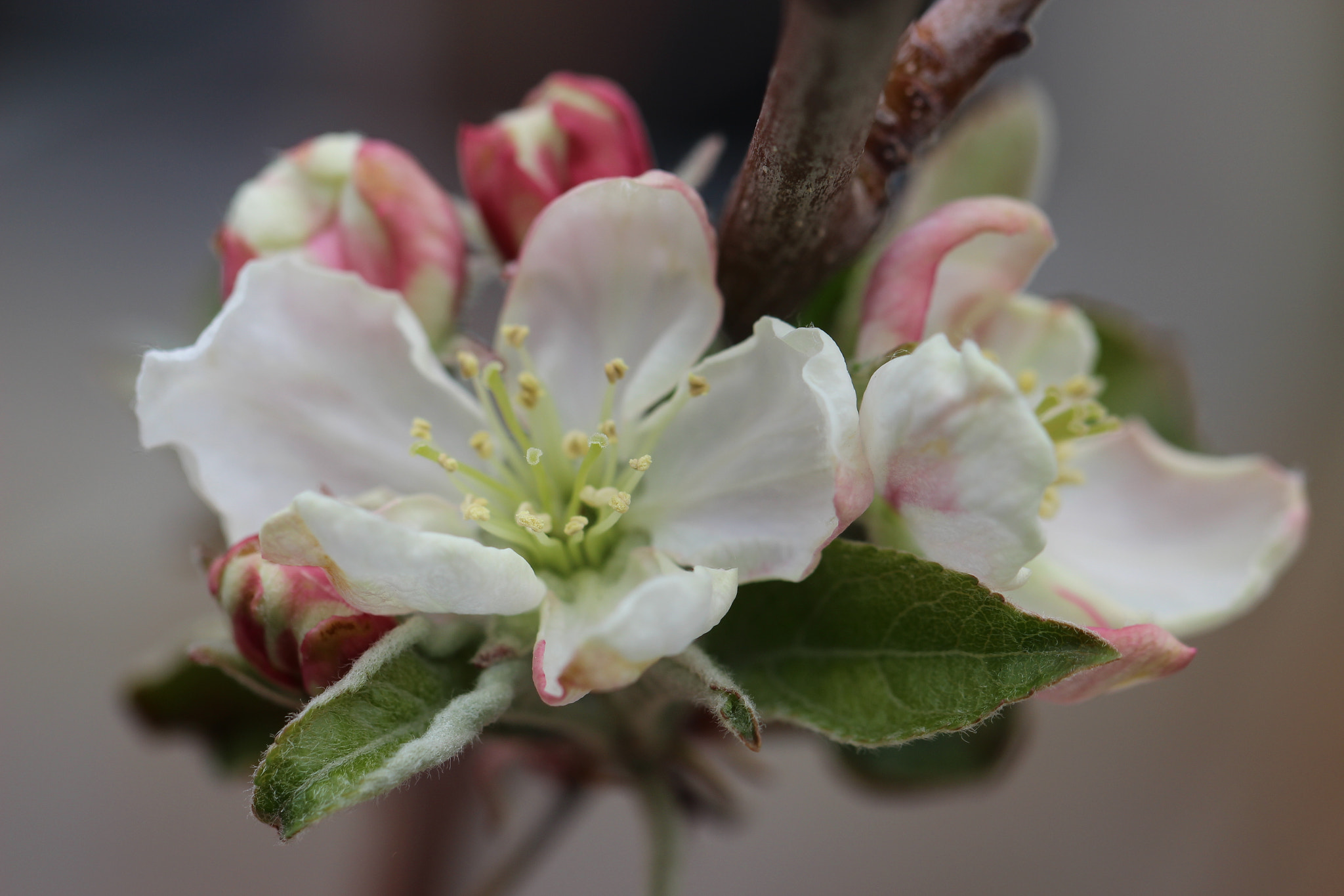 Canon EF 100mm F2.8L Macro IS USM sample photo. Triple play apple tree flowers photography